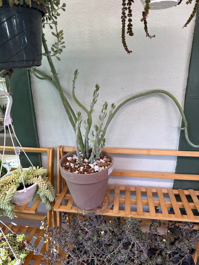 Senecio Anteuphorbium 'swizzle sticks' (#850137368)