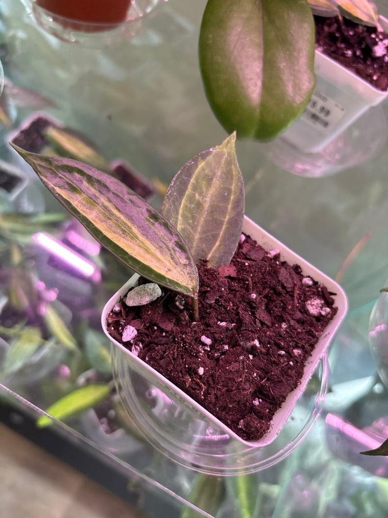 Hoya macrophylla 'Pot of Gold' (#697998548)