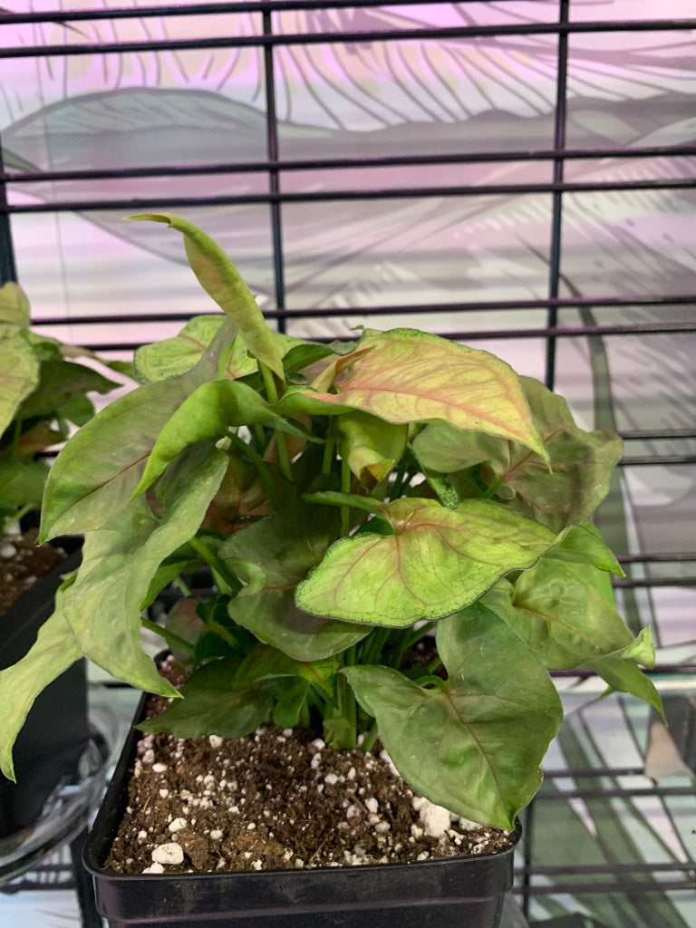 Syngonium Christmas (#1078996539)