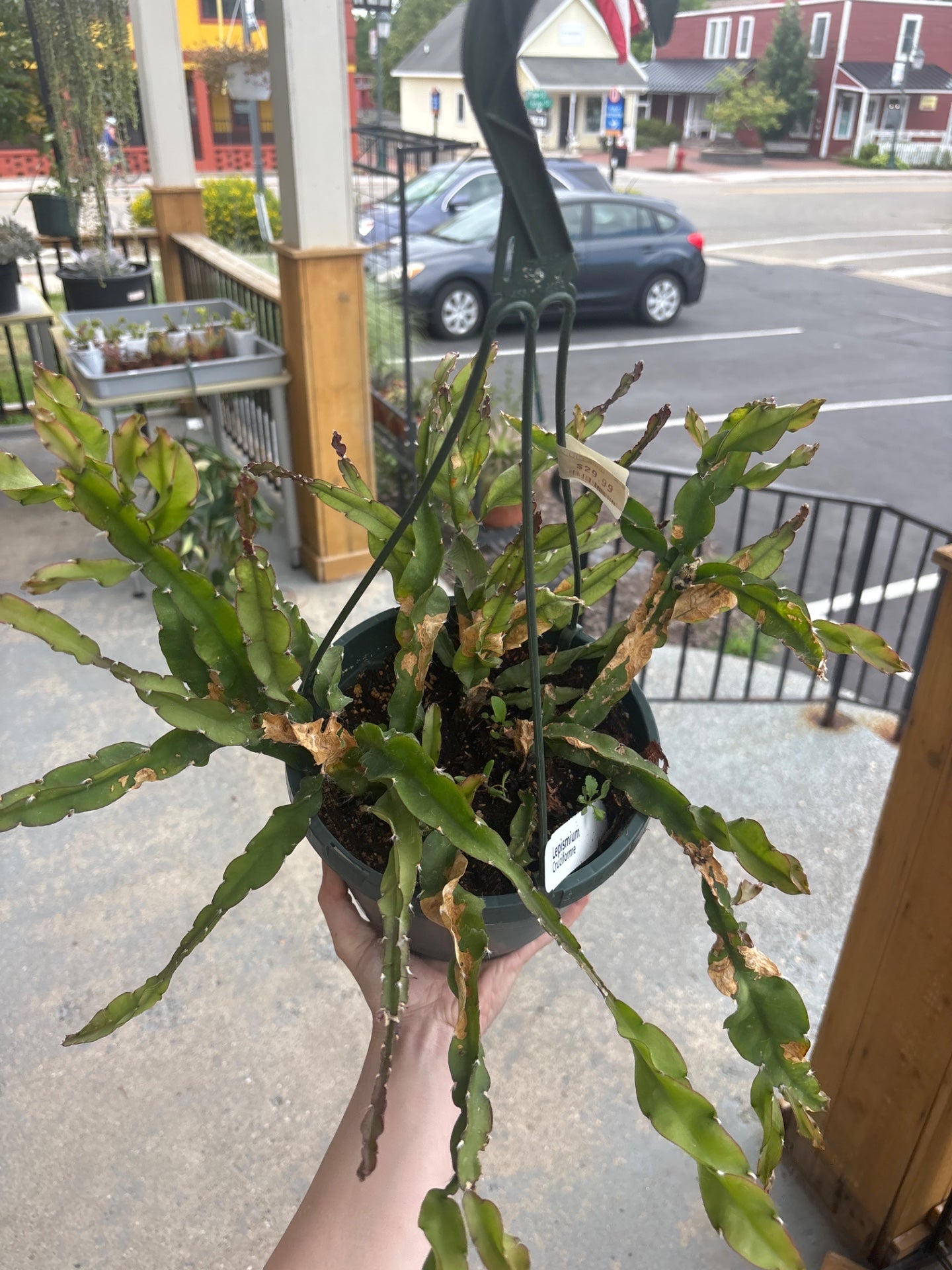 Lepismium cruciforme 'Spiralis' (#954692937)