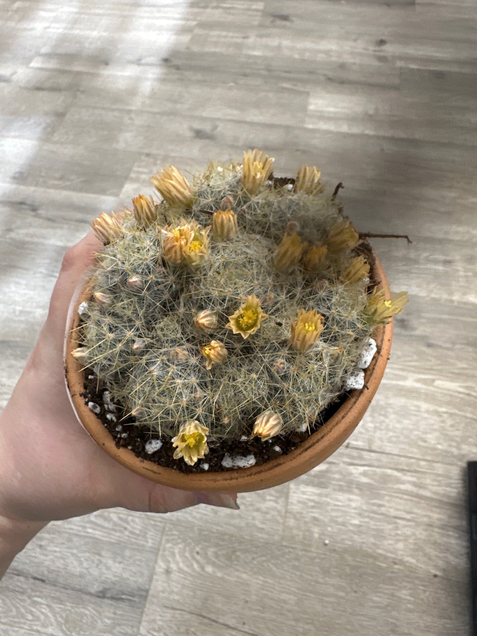 Mammilaria prolifera haitiensis (#895686214)