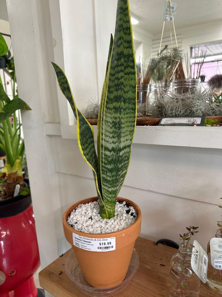 Dracaena Trifasciata 'Snake Plant' (#447236913)