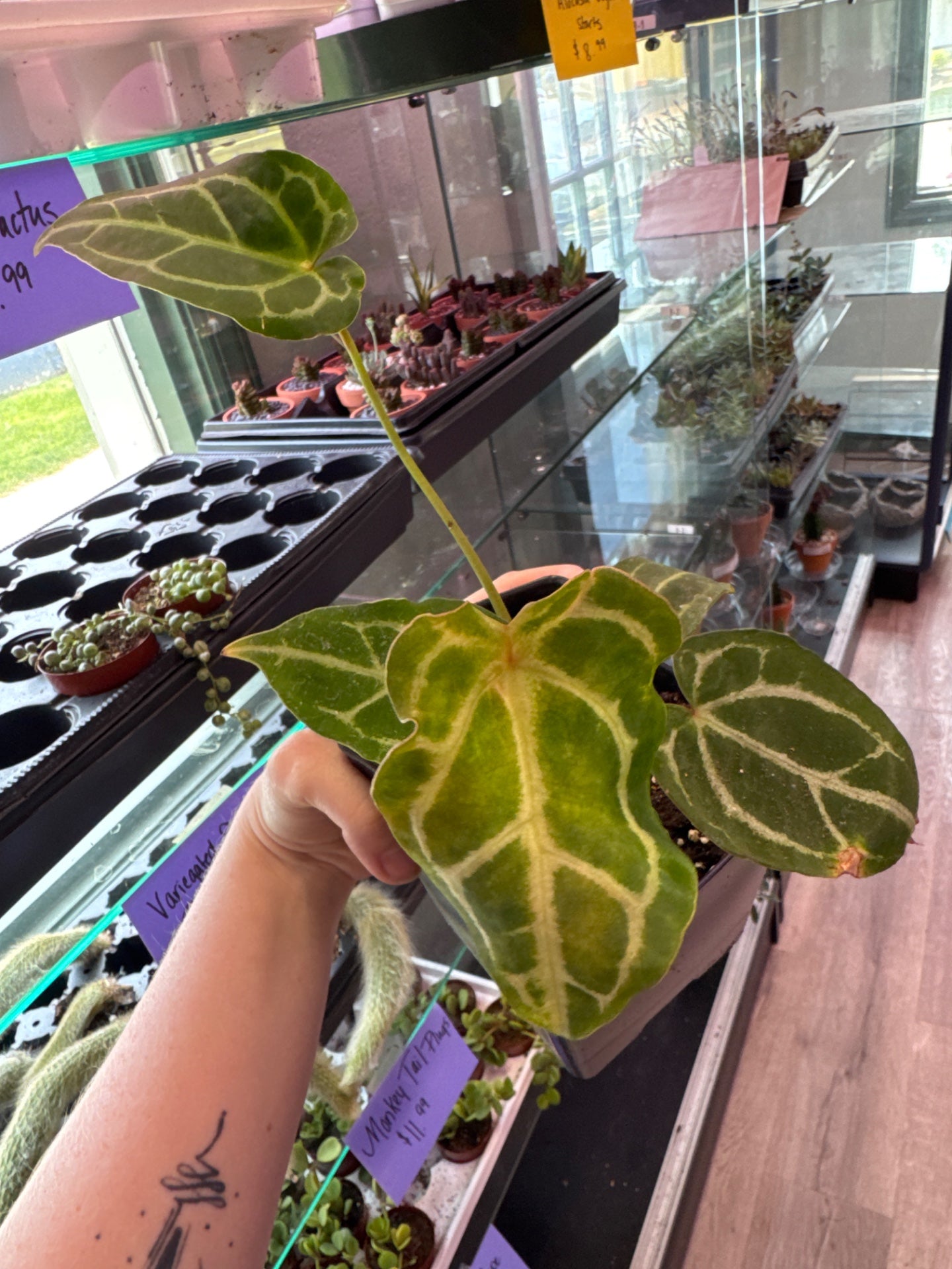Anthurium noID (#936621041)
