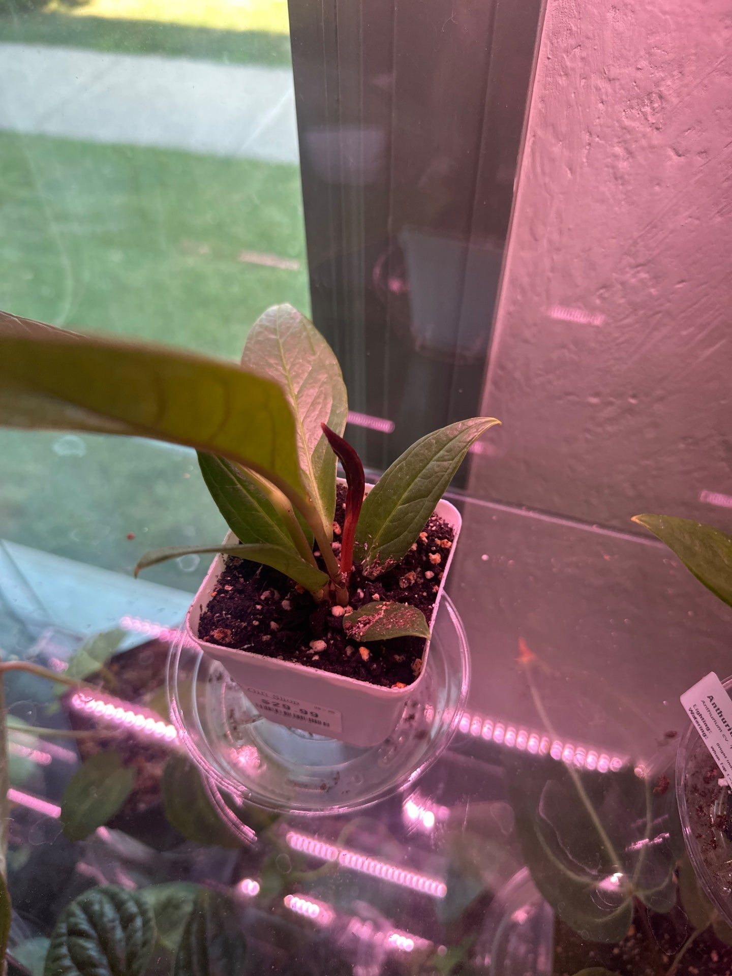 Anthurium bonplandii 'Cobra' (#998093314)