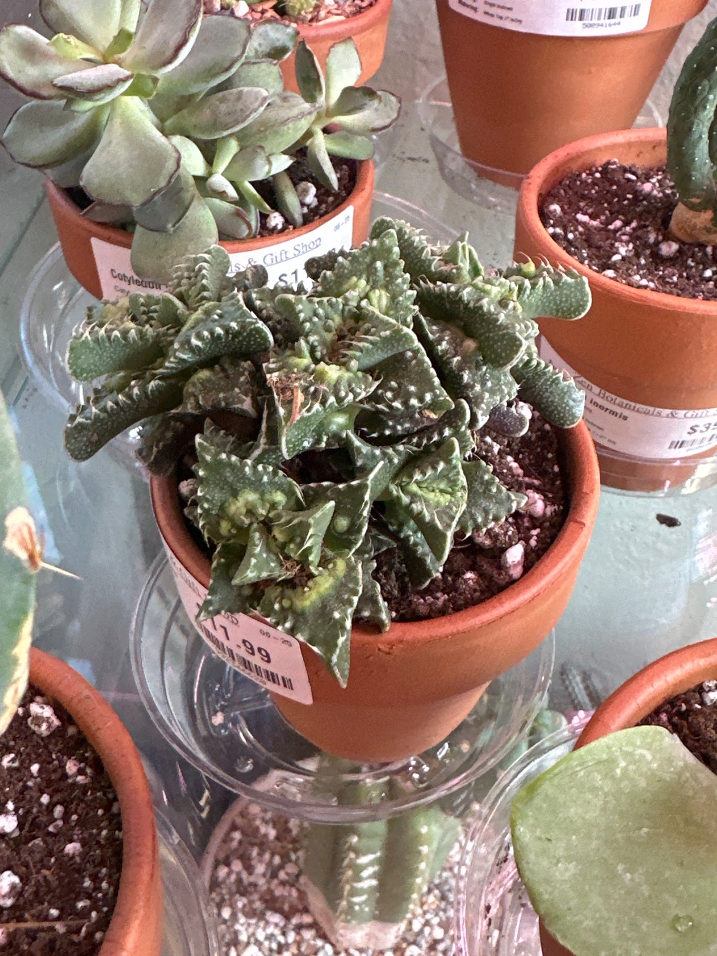 Faucaria cv. 'Tiger Jaws' (#992346620)