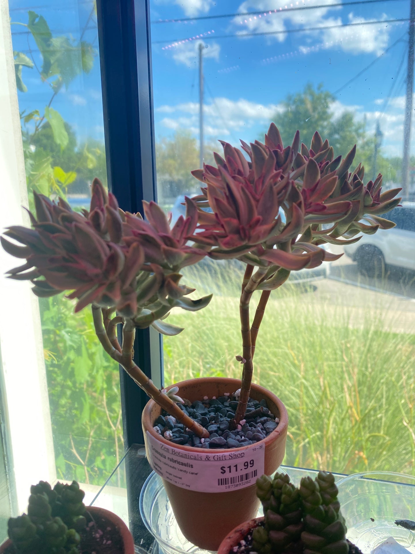 Crassula rubricaulis 'candy cane' (#1873093282)