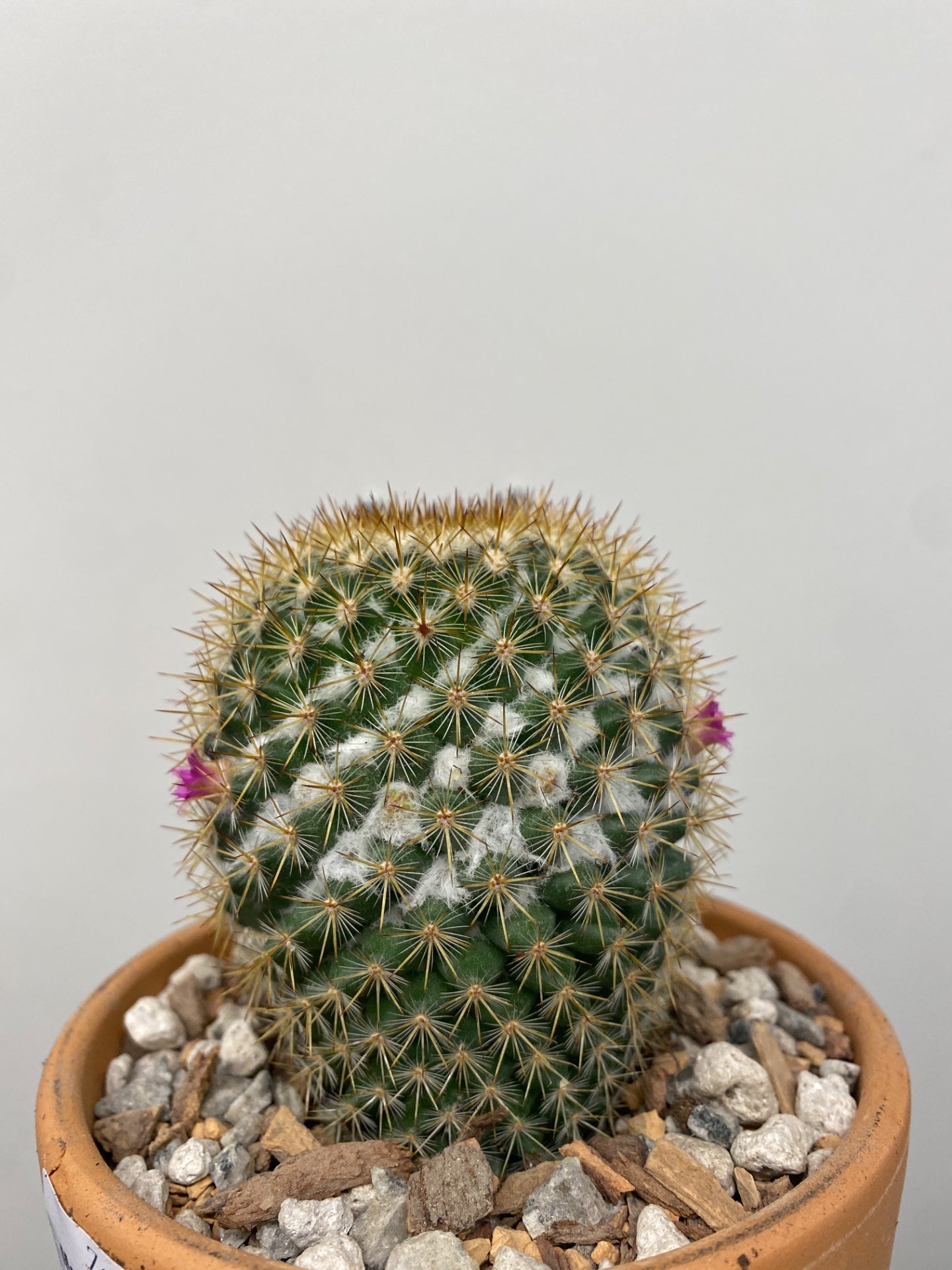 Mammilaria columbiana (#354502556)