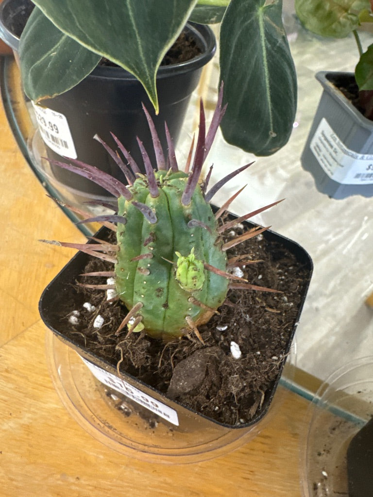 Euphorbia Ferox (#901183885)