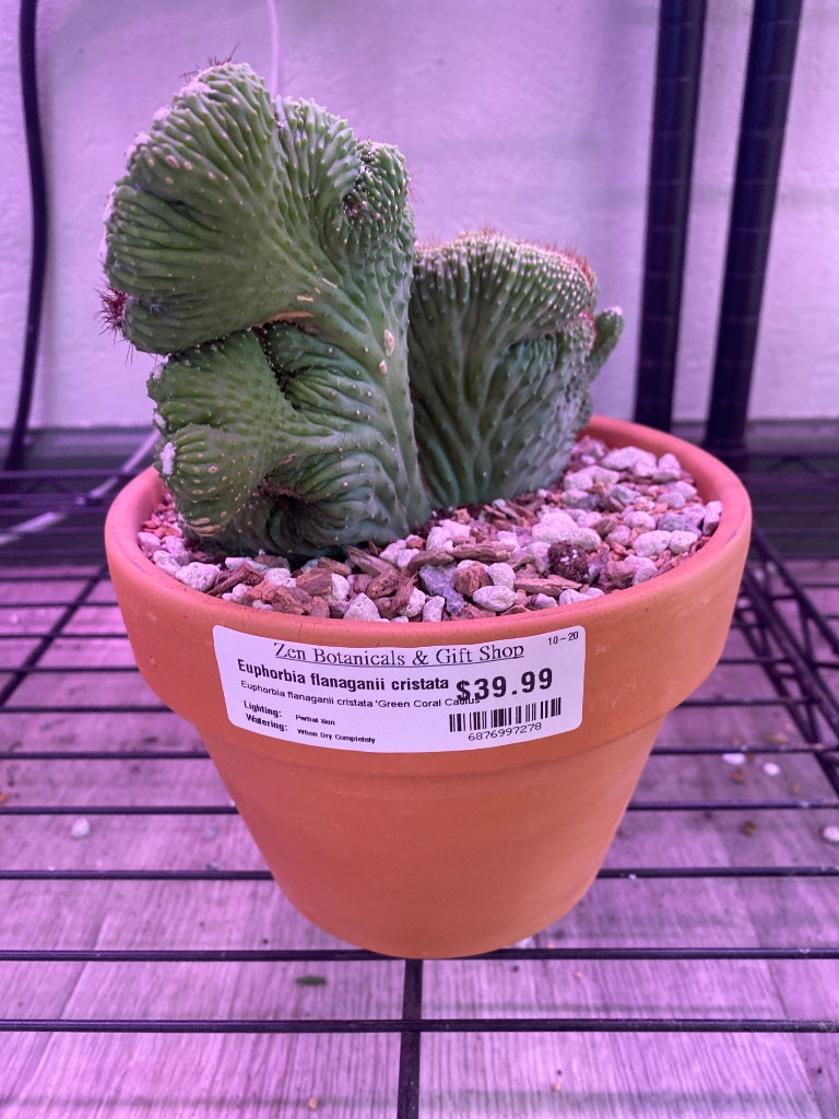 Euphorbia flanaganii cristata 'Green Coral Cactus' (#6876997278)