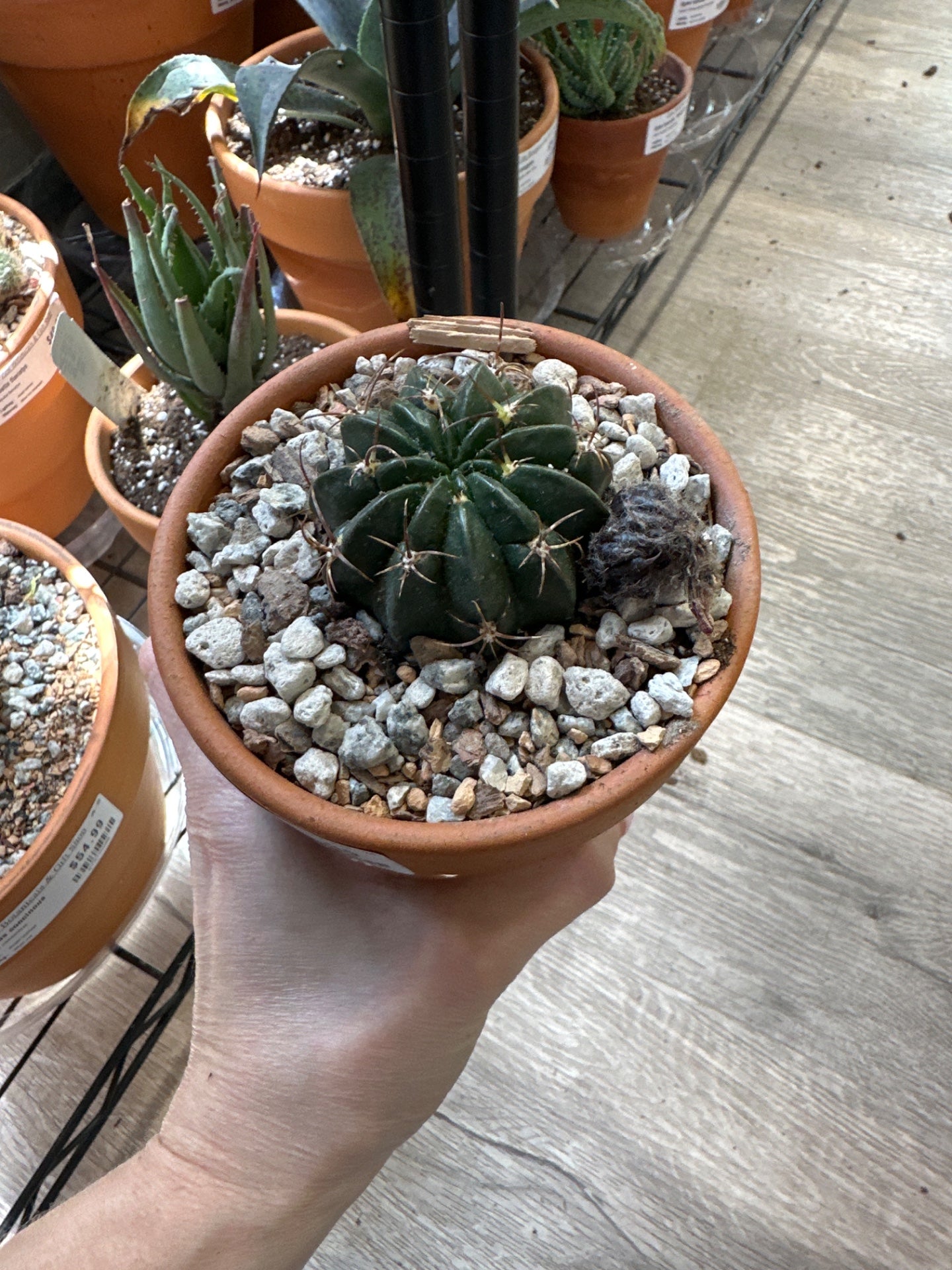 Lobivia Akersii (#457838296)