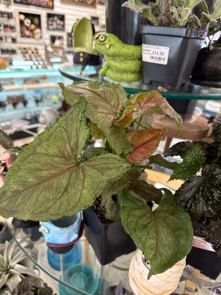 Syngonium Cv. 'Strawberry Ice' (#090360921)
