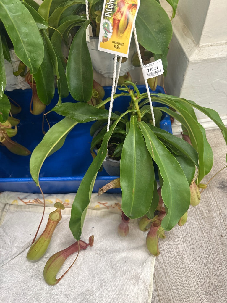 Nepenthes alata (#745069258)