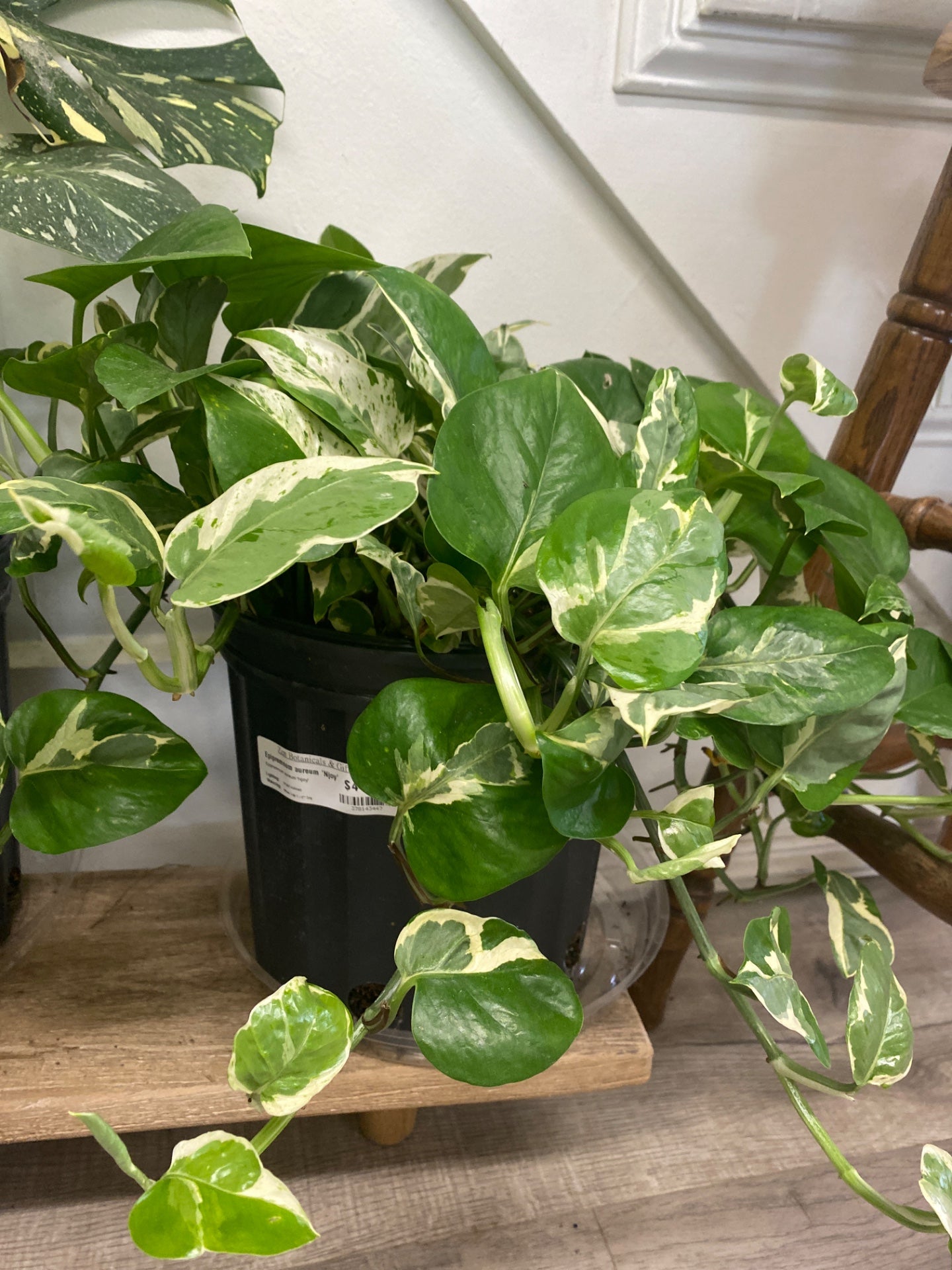 Epipremnum aureum 'Njoy' (#378143447)
