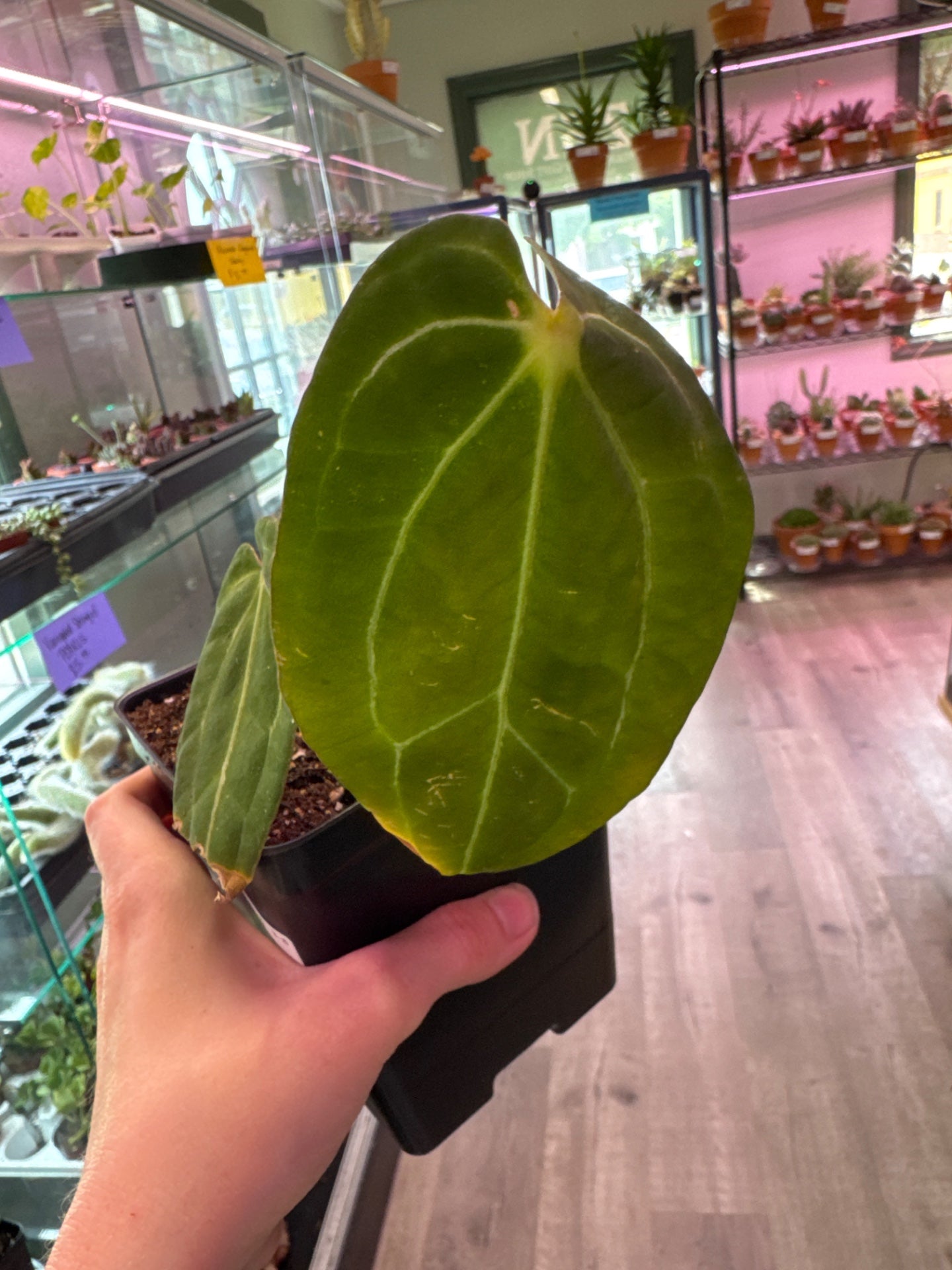 Anthurium noID (#397742416)