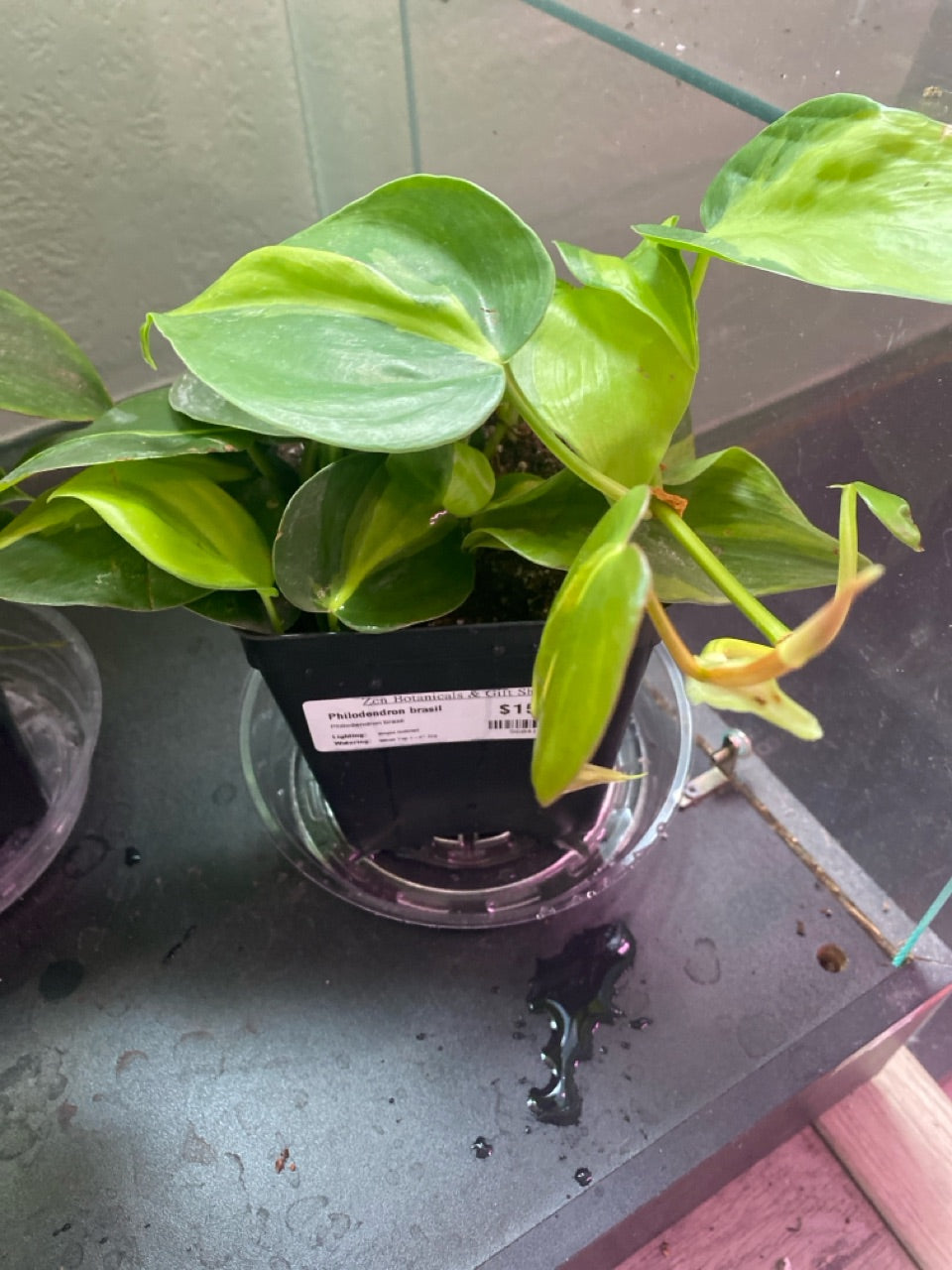 Philodendron brasil (#560413843)