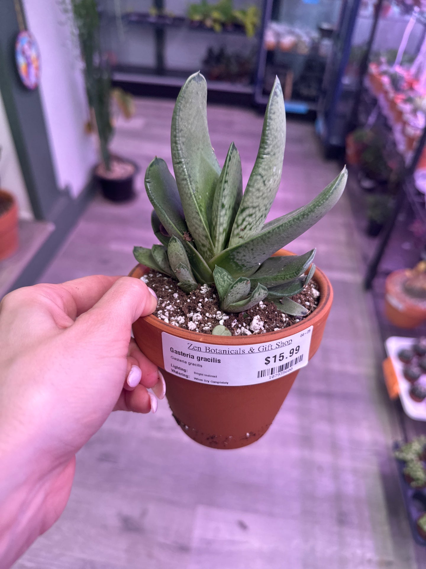 Gasteria gracilis (#107935600)
