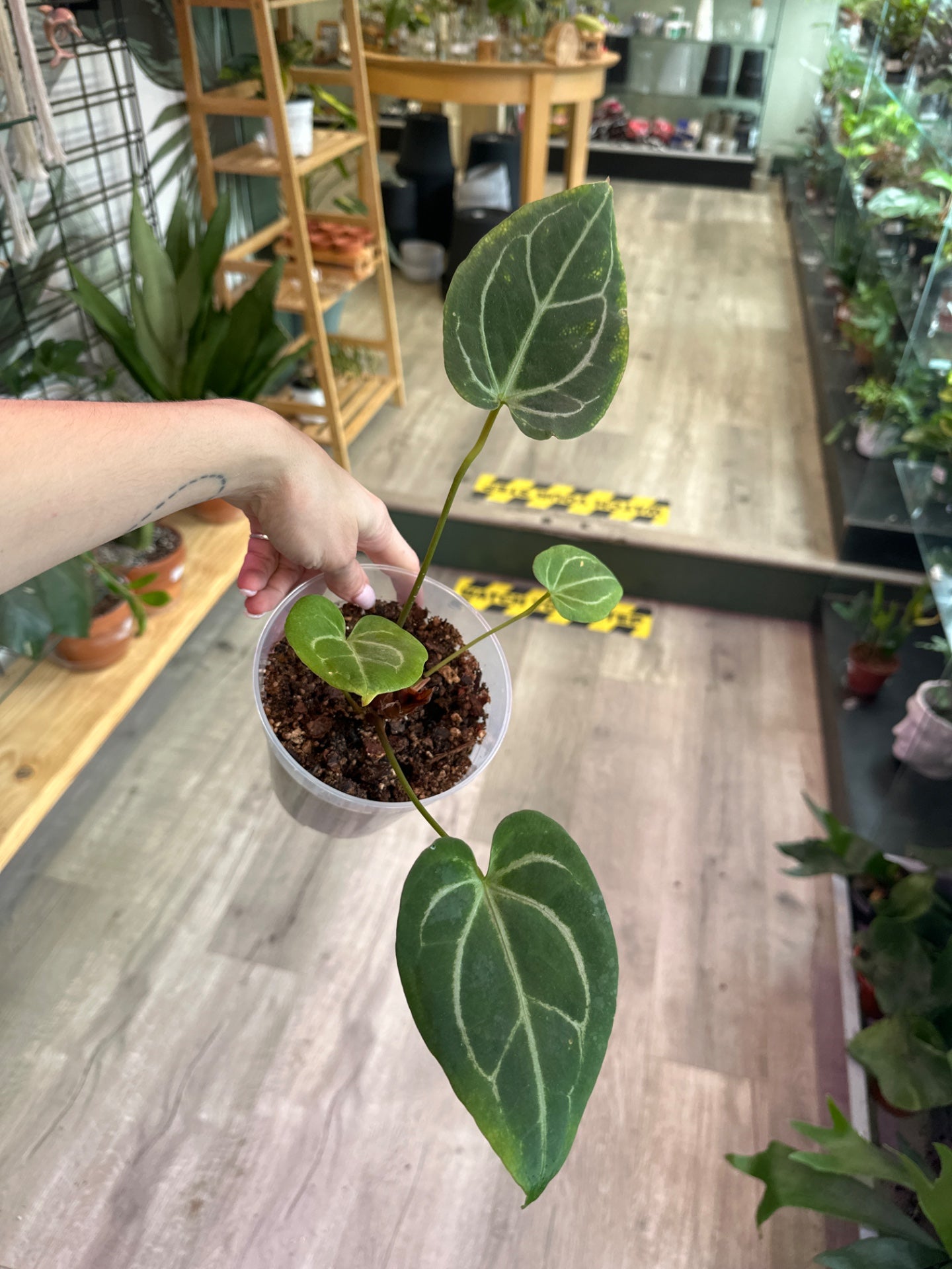 Anthurium savannah x bench (#943988296)