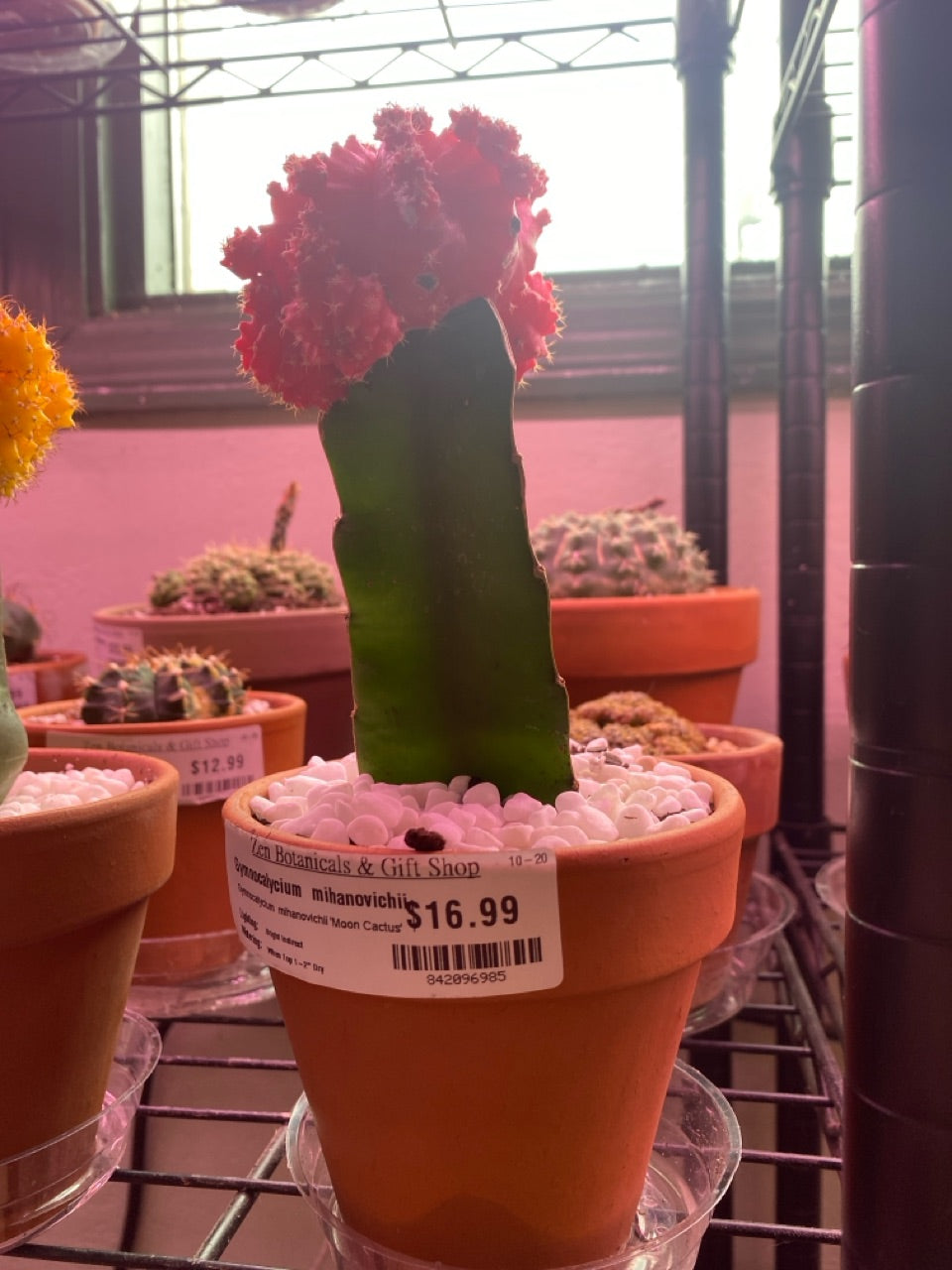 Gymnocalycium mihanovichii 'Moon Cactus' (#842096985)