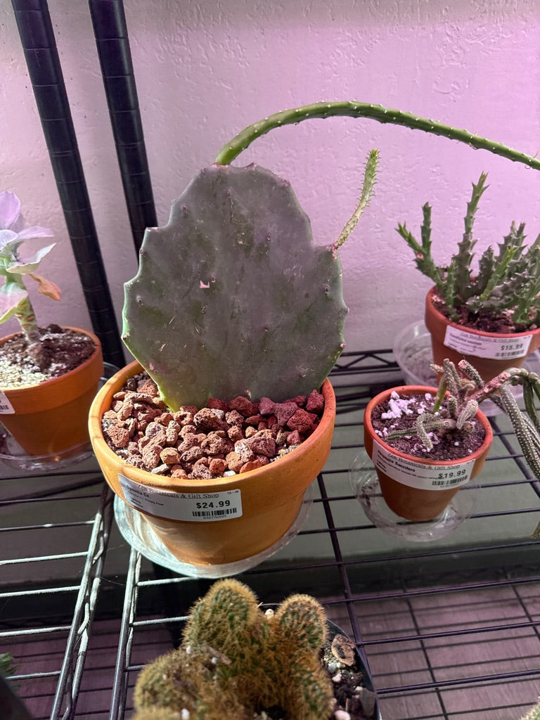 Opuntia Cv. 'Prickly Pear' (#832776595)