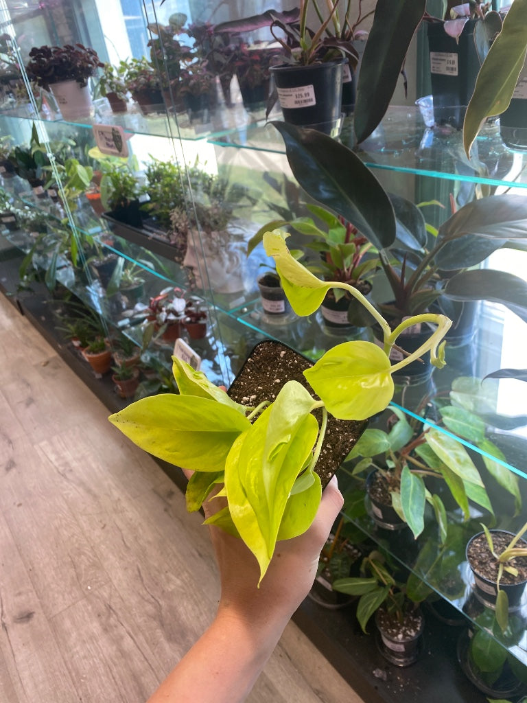 Epipremnum aureum 'Sao Paulo' (#7067095828)