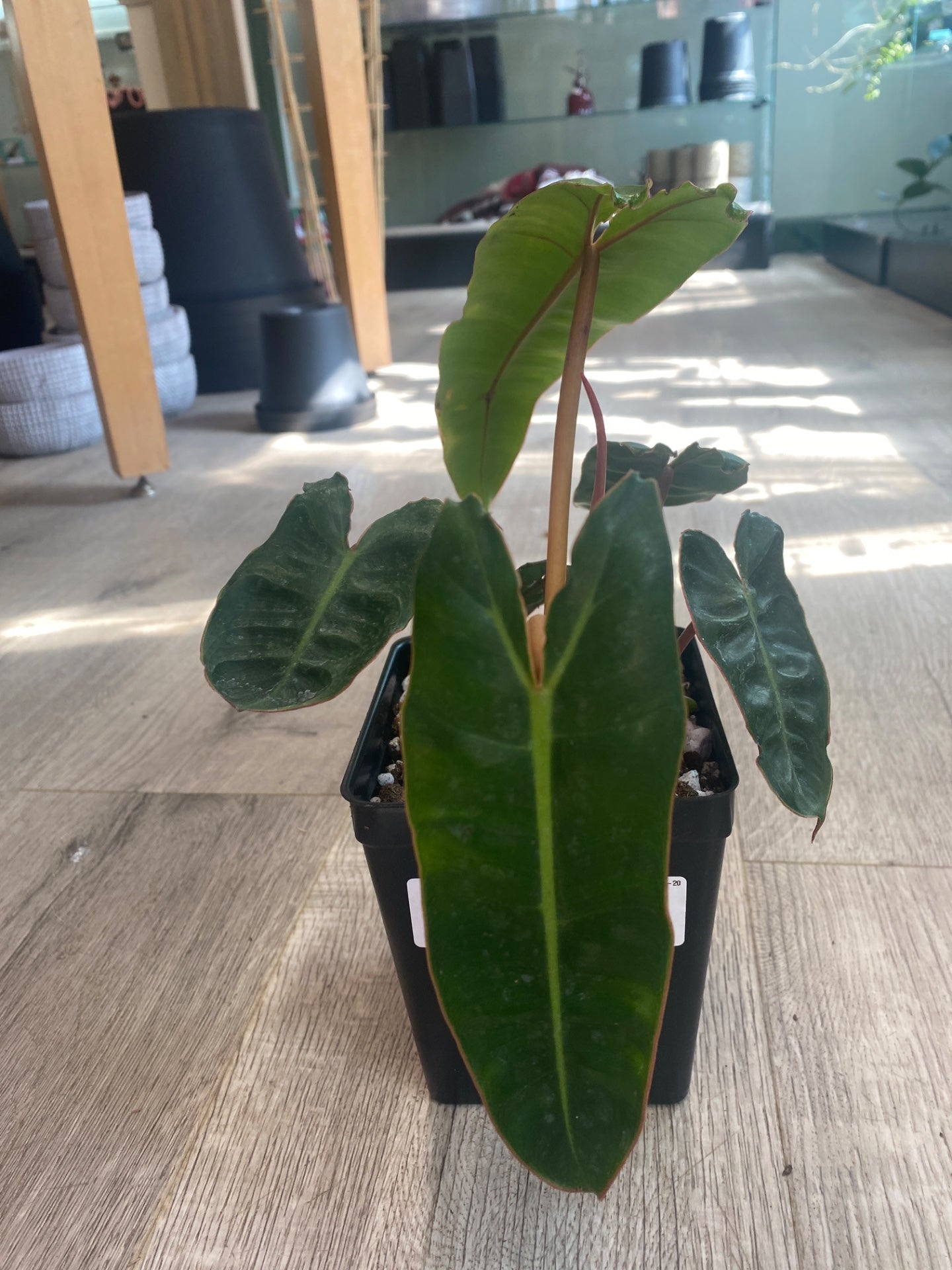 Philodendron billietiae (#748329099)