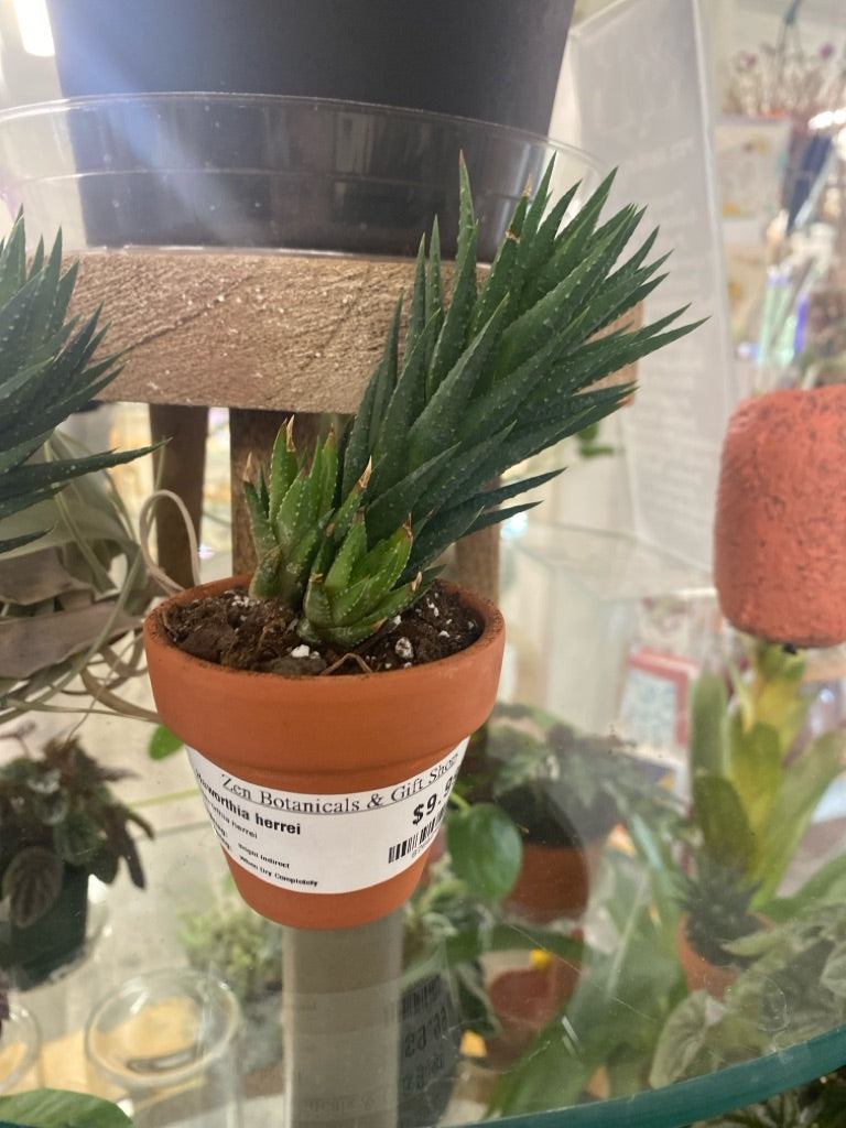 Haworthia herrei (#876624620)