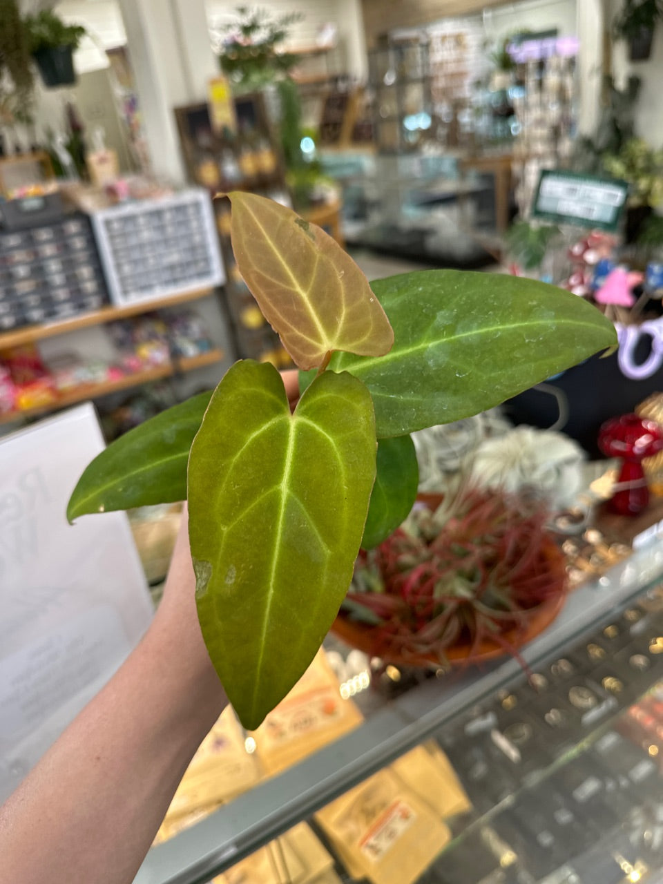 Anthurium crystallinum x red crystal (#488197925)