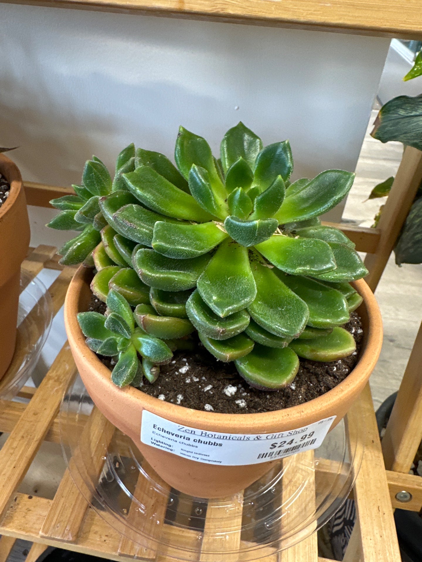 Echeveria chubbs (#597888905)