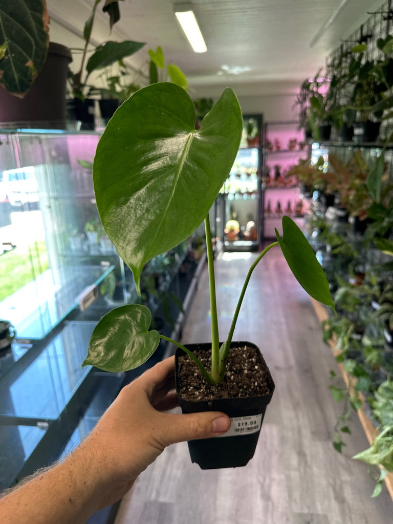Monstera Deliciosa (#521336681)