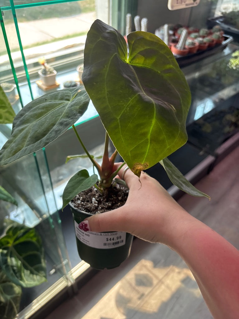 Anthurium noID (#117170777)