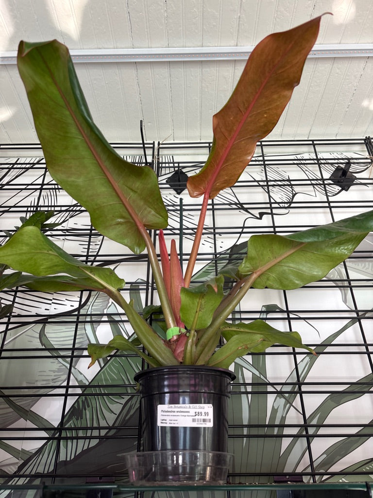 Philodendron erubescens 'Orange Marmalade' (#633464786)