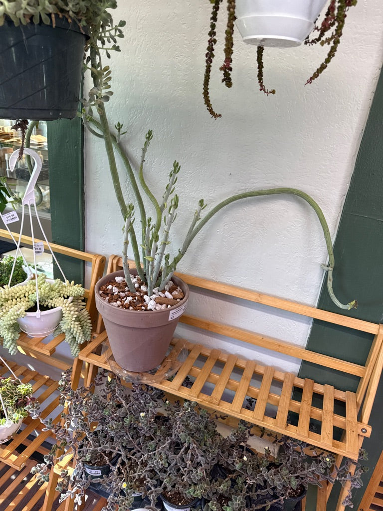 Senecio Anteuphorbium 'swizzle sticks' (#850137368)