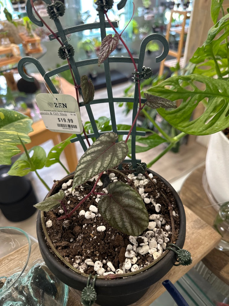 Cissus discolor (#022855074)