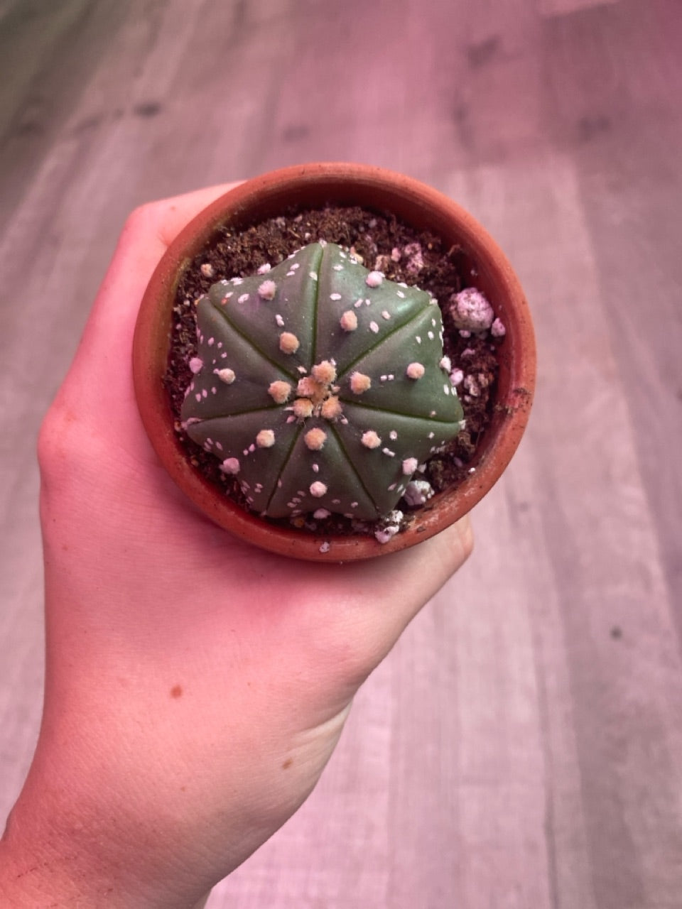 Astrophytum asterias 'Super Kabuto' (#155095748)