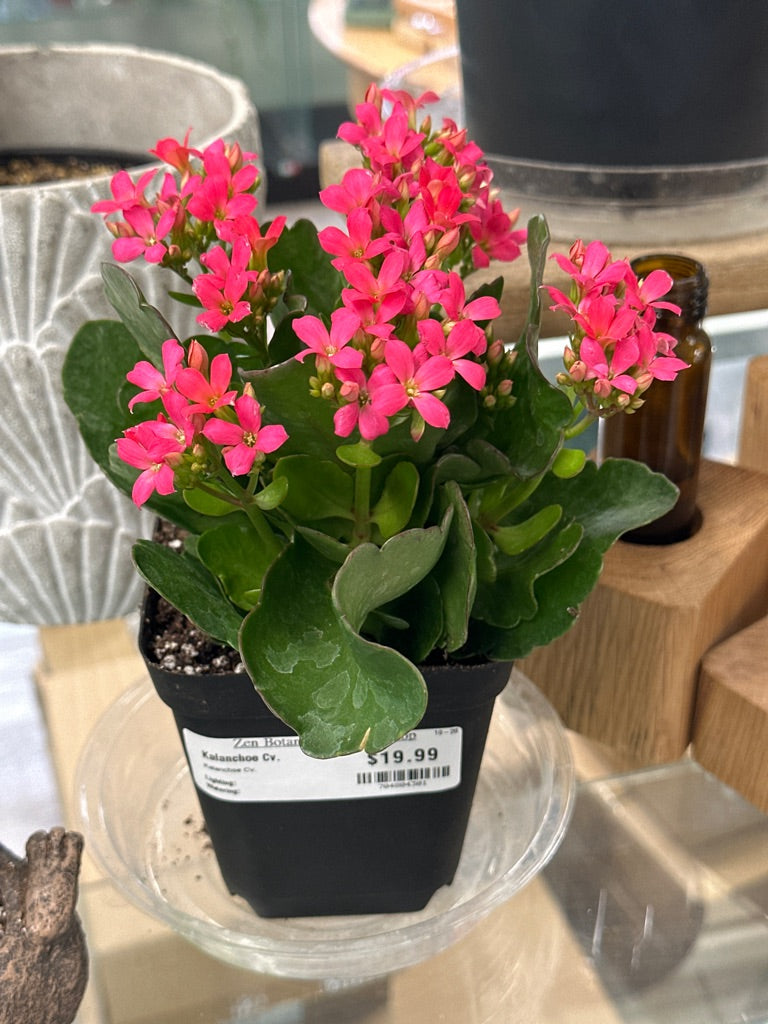 Kalanchoe Cv. (#704804301)