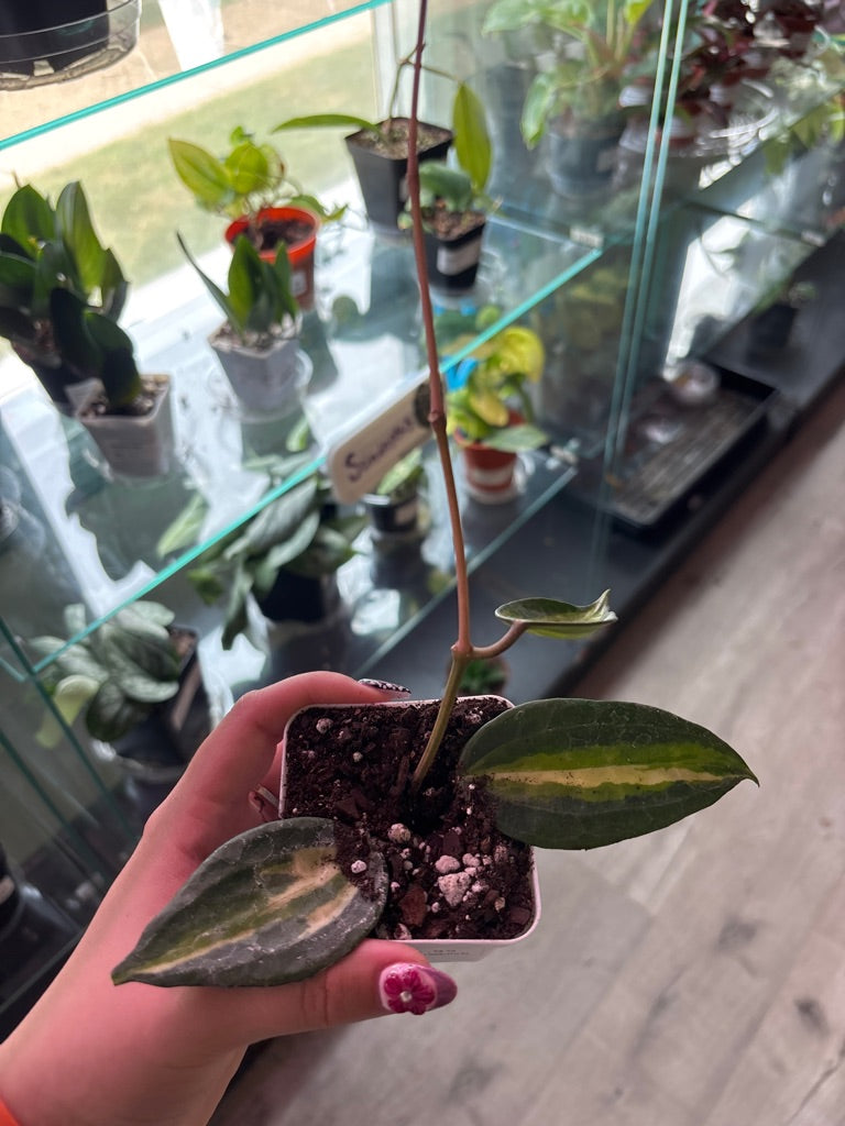 Hoya macrophylla 'Pot of Gold' (#372983155)