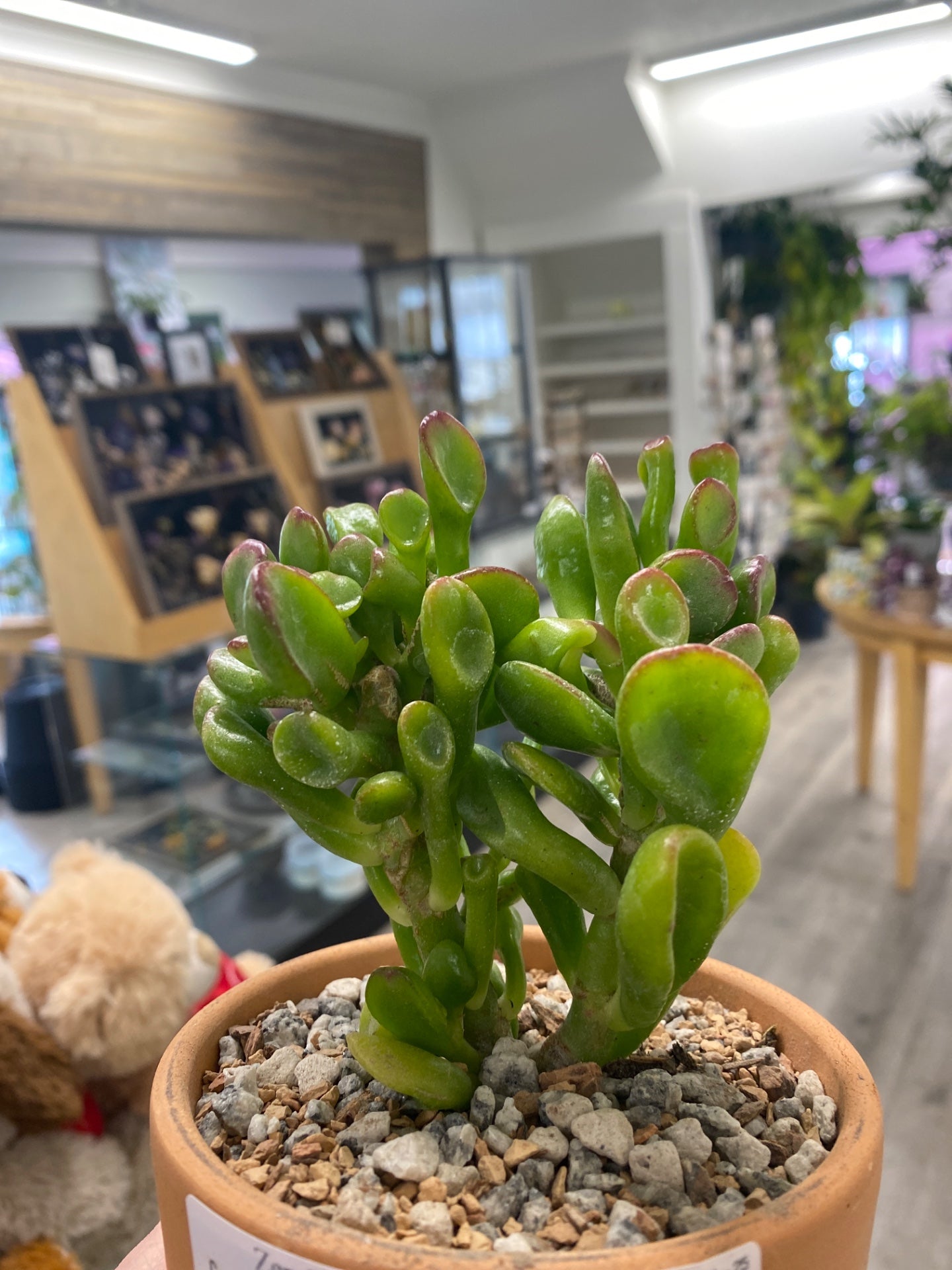 Crassula ovata 'Coral' (#928525107)