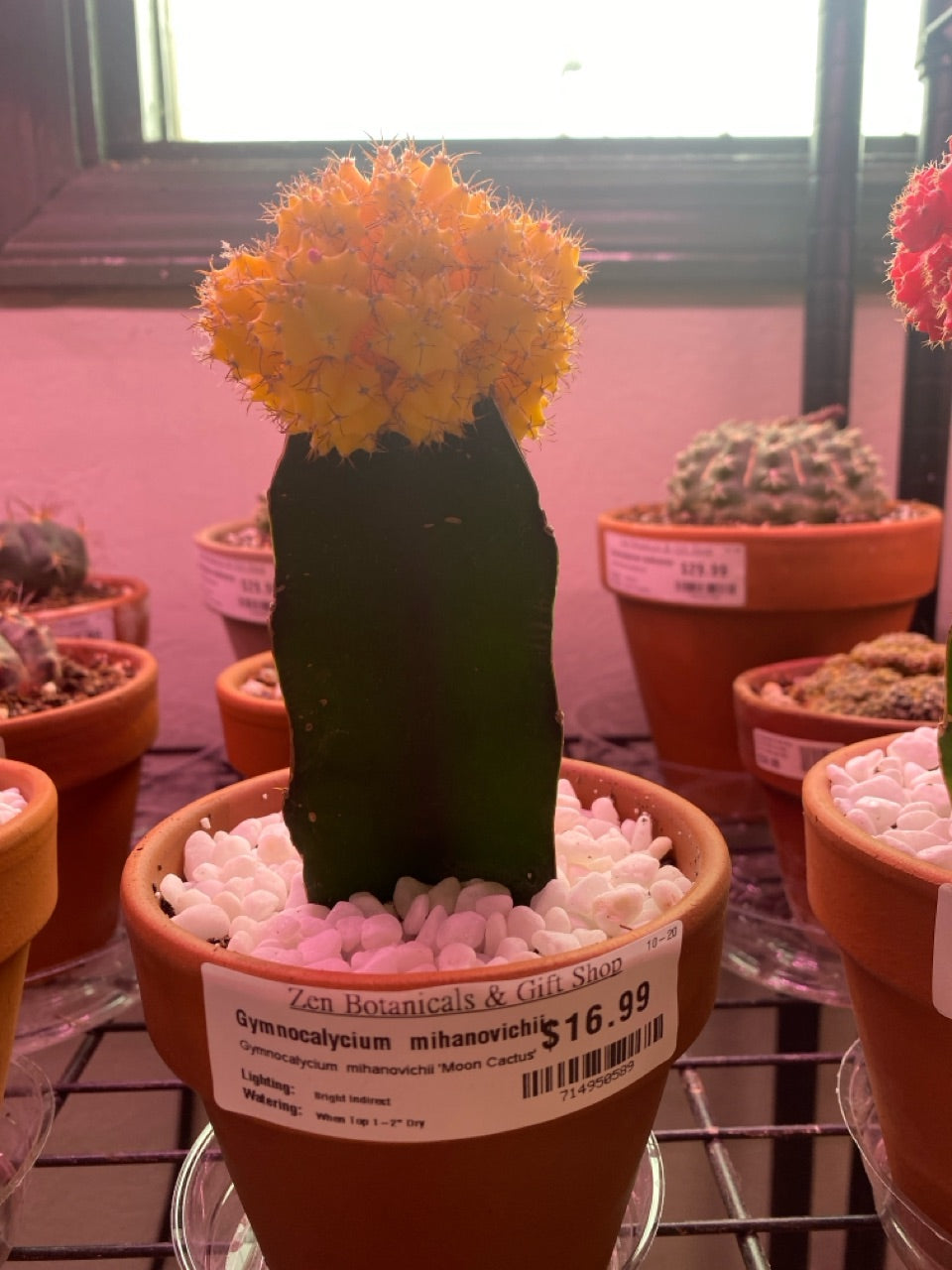 Gymnocalycium mihanovichii 'Moon Cactus' (#714950589)
