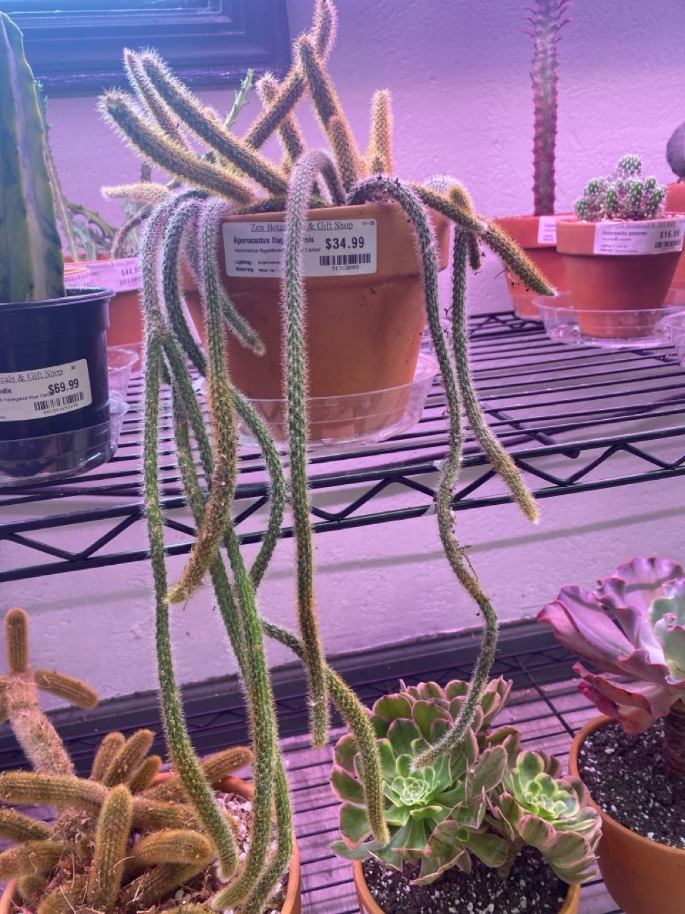 Aporocactus flagelliformis 'Rat Tail Cactus' (#517130955)