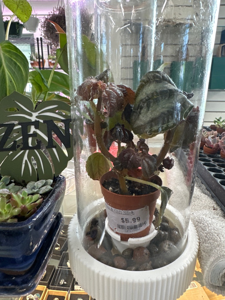 Pilea involucrata 'norfolk' (#127615484)