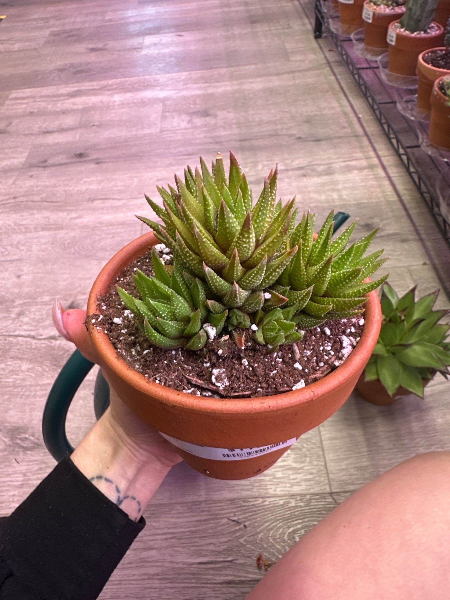 Haworthia jacobseniana (#370944821)