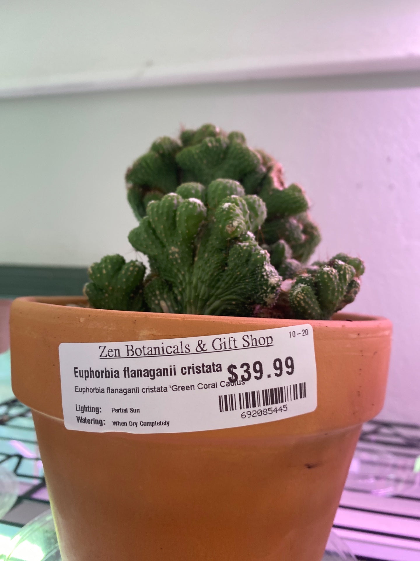Euphorbia flanaganii cristata 'Green Coral Cactus' (#692085445)