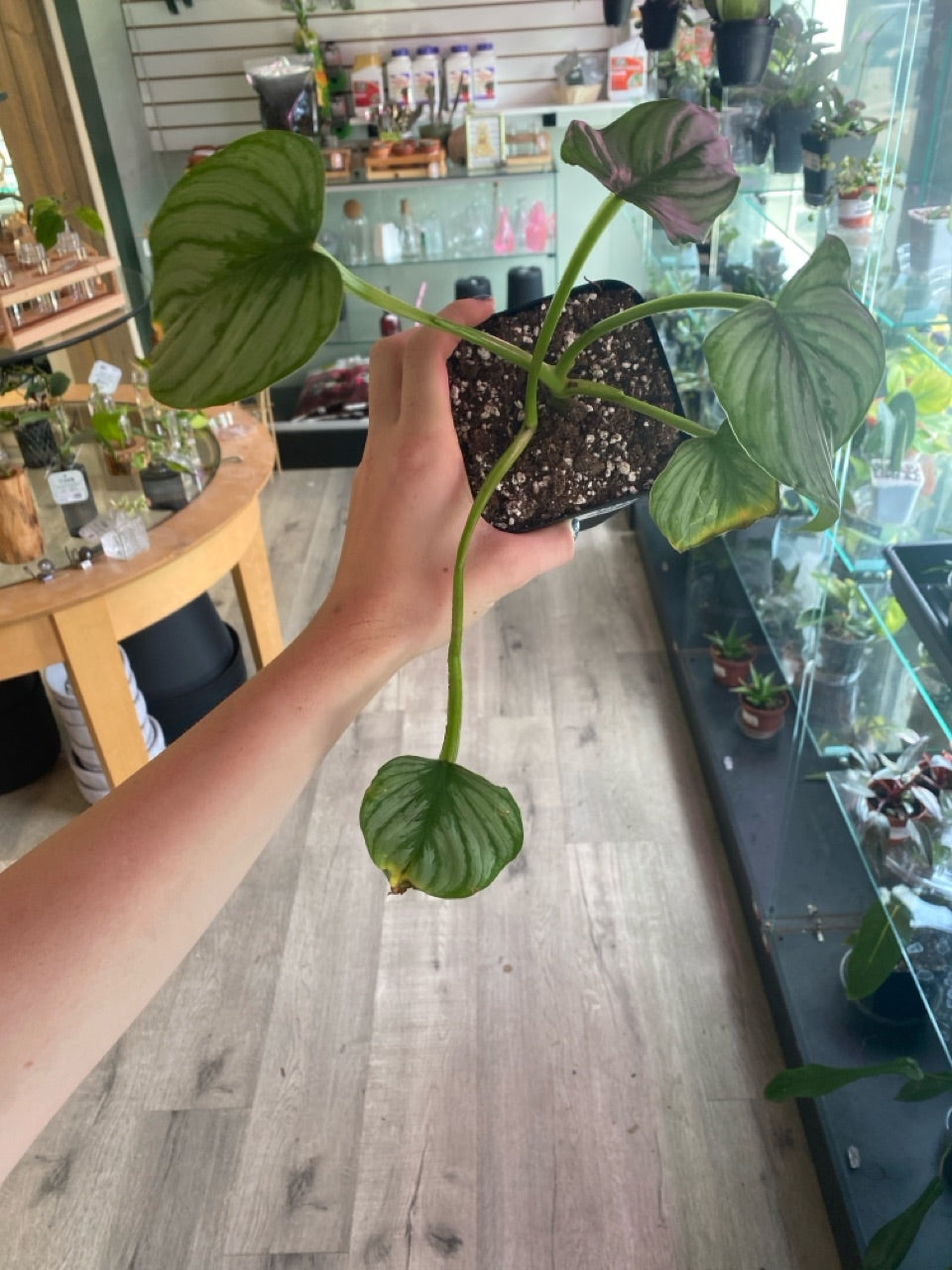 Philodendron mamei 'Sport Variegated' (#569000717)