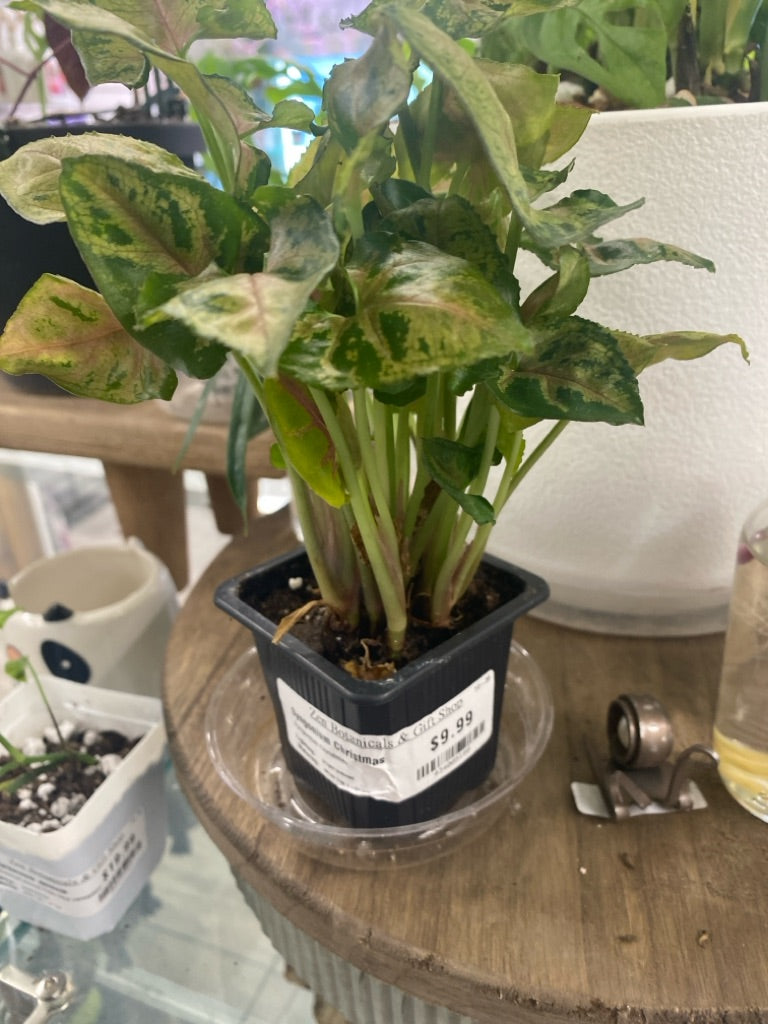 Syngonium Christmas (#434005188)