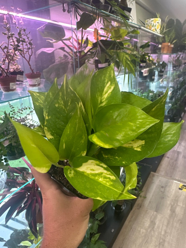 Epipremnum Aureum 'Golden Pothos' (#752990358)