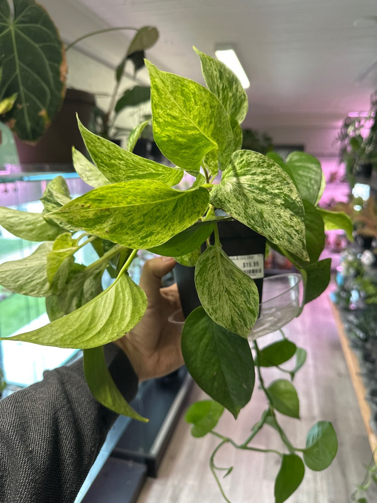Epipremnum Aureum 'Marble Queen' (#500459884)