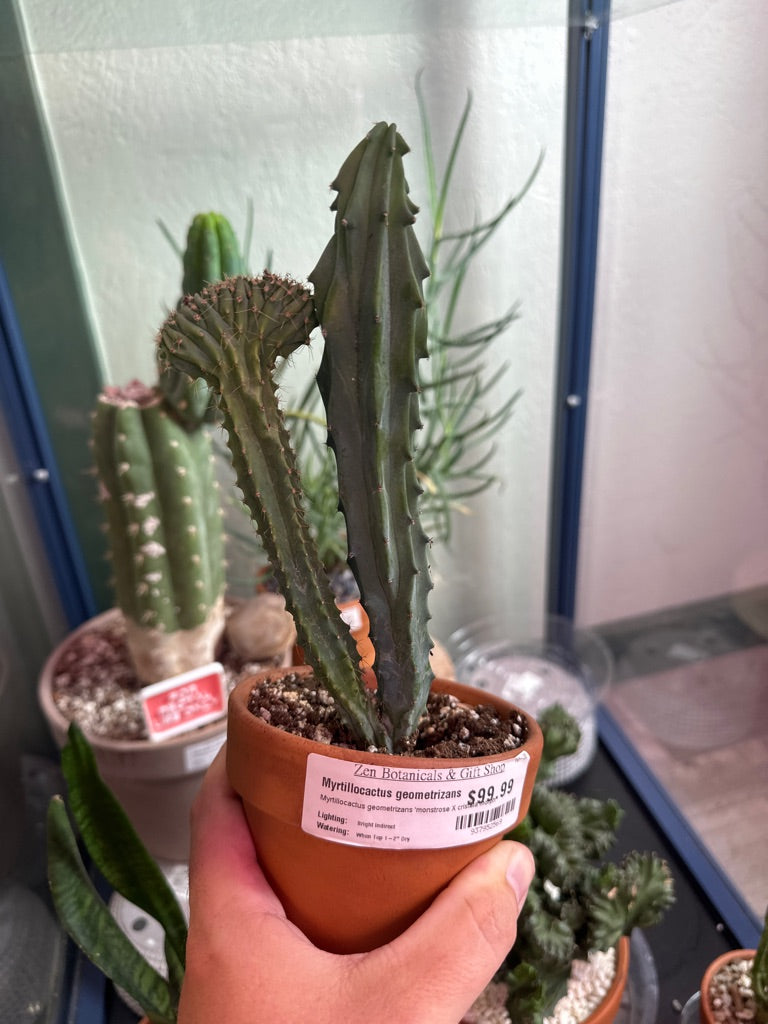 Myrtillocactus geometrizans 'monstrose X cristata morph' (#937952569)