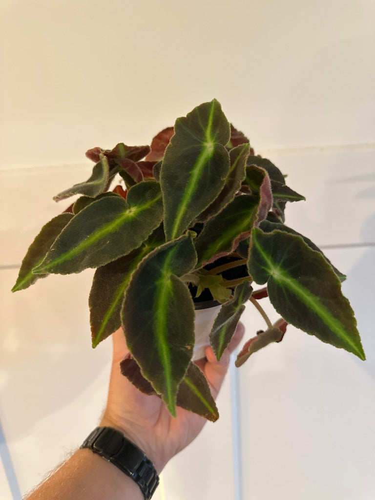 Begonia Cv. 'listada' (#746721792)