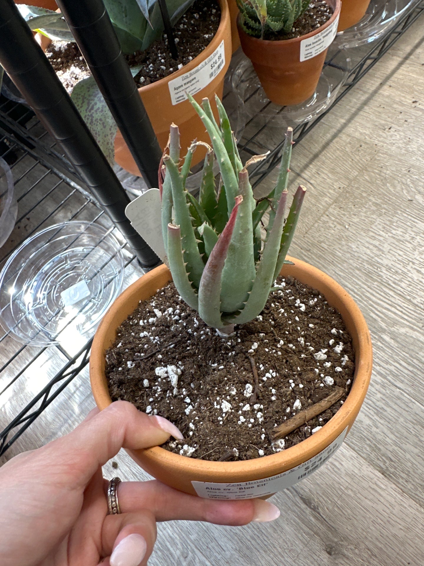 Aloe cv. 'Blue Elf' (#520253675)