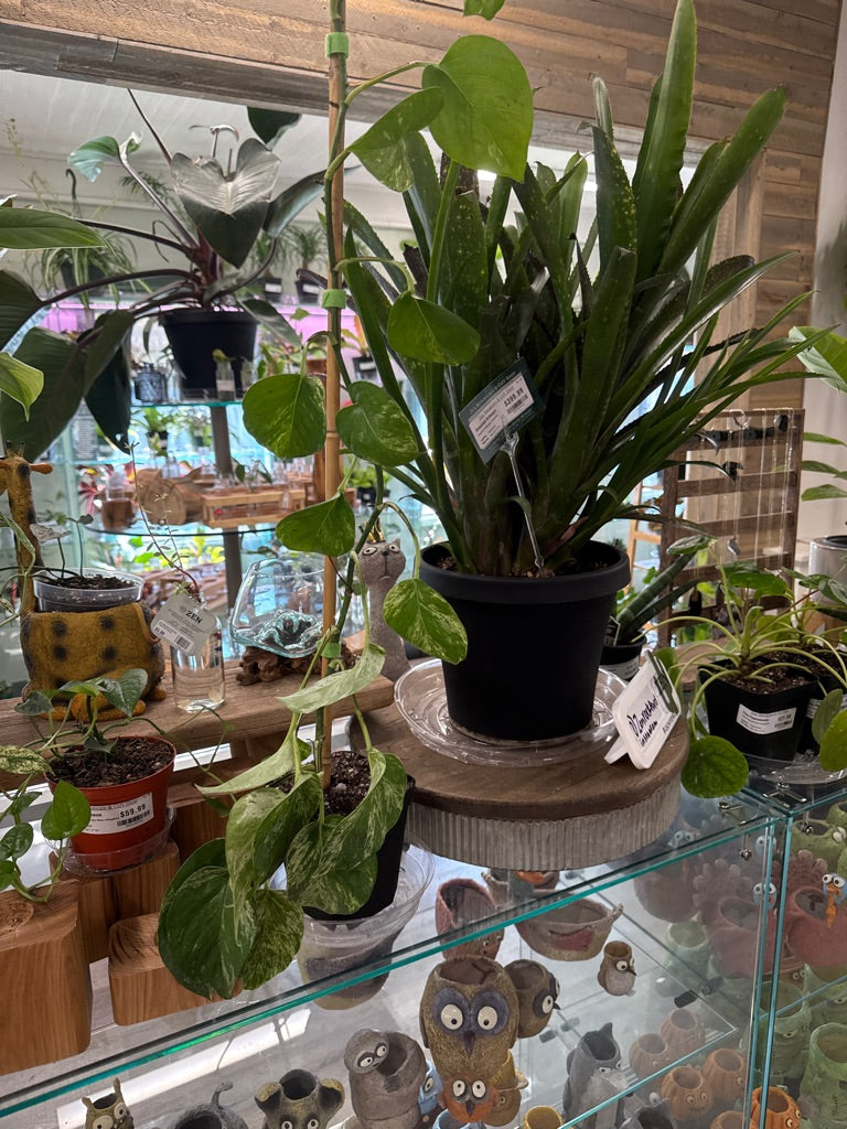 Epipremnum Aureum 'Marble Queen' (#989525573)